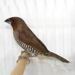 斑文鸟-缩略图-1