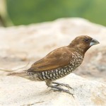 斑文鸟-缩略图-2