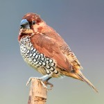 斑文鸟-缩略图-3