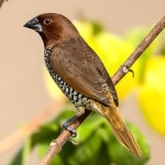 斑文鸟-缩略图-4