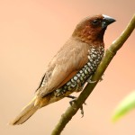 斑文鸟-缩略图-5