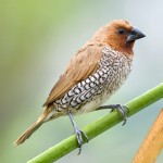 斑文鸟-缩略图-6