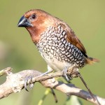 斑文鸟-缩略图-7