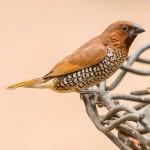 斑文鸟-缩略图-8