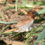 斑文鸟-缩略图-9