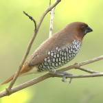 斑文鸟-缩略图-10