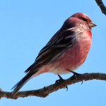 北朱雀-缩略图-1