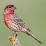 北朱雀-缩略图-3