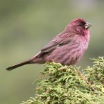 北朱雀-缩略图-4