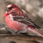 北朱雀-缩略图-5