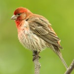 北朱雀-缩略图-6