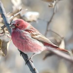 北朱雀-缩略图-9