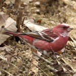 北朱雀-缩略图-10