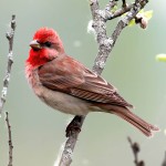 北朱雀-缩略图-11