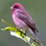 北朱雀-缩略图-12