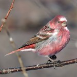 北朱雀-缩略图-13