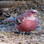 北朱雀-缩略图-14