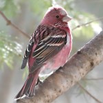 北朱雀-缩略图-15