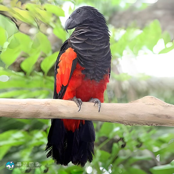 彼斯奎氏鹦鹉-1