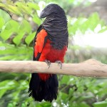 彼斯奎氏鹦鹉-缩略图-1