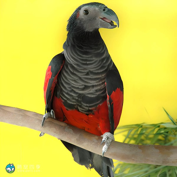 彼斯奎氏鹦鹉-2