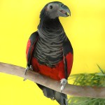 彼斯奎氏鹦鹉-缩略图-2
