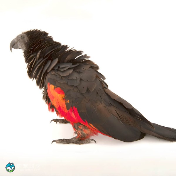 彼斯奎氏鹦鹉-3