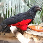 彼斯奎氏鹦鹉-缩略图-4