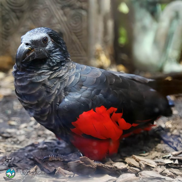 彼斯奎氏鹦鹉-5