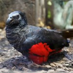 彼斯奎氏鹦鹉-缩略图-5