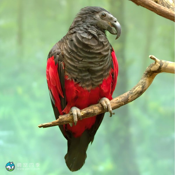 彼斯奎氏鹦鹉-6