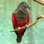 彼斯奎氏鹦鹉-缩略图-6