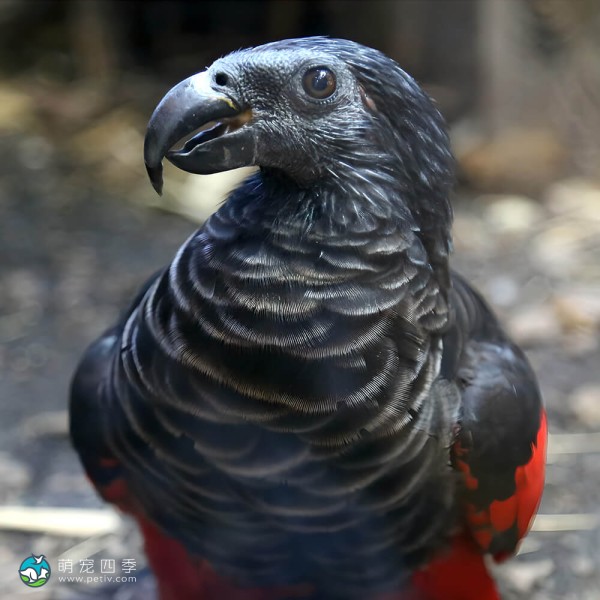 彼斯奎氏鹦鹉-7