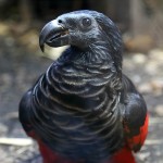 彼斯奎氏鹦鹉-缩略图-7