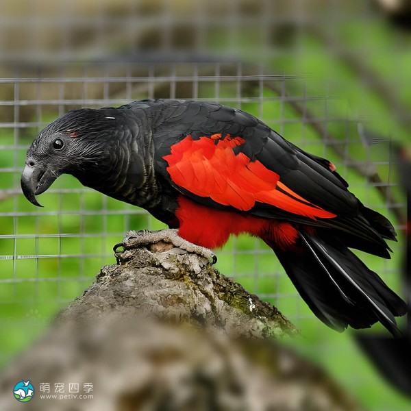 彼斯奎氏鹦鹉-8