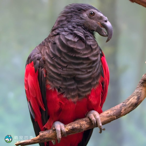 彼斯奎氏鹦鹉-9