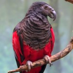 彼斯奎氏鹦鹉-缩略图-9