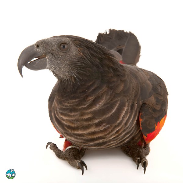 彼斯奎氏鹦鹉-10