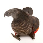 彼斯奎氏鹦鹉-缩略图-10