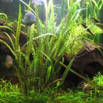 缎带椒草-缩略图-1