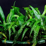 缎带椒草-缩略图-2