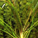 缎带椒草-缩略图-3