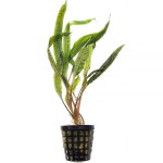 缎带椒草-缩略图-4