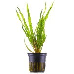 缎带椒草-缩略图-6