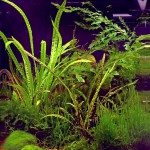 缎带椒草-缩略图-8