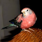 伯克氏鹦鹉-缩略图-1