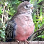 伯克氏鹦鹉-缩略图-2