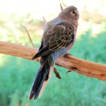 伯克氏鹦鹉-缩略图-4