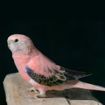 伯克氏鹦鹉-缩略图-5