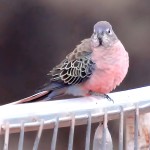 伯克氏鹦鹉-缩略图-6